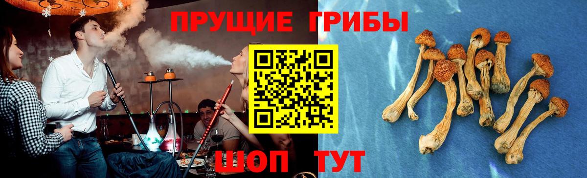 Галлюциногенные грибы Psilocybe Будённовск